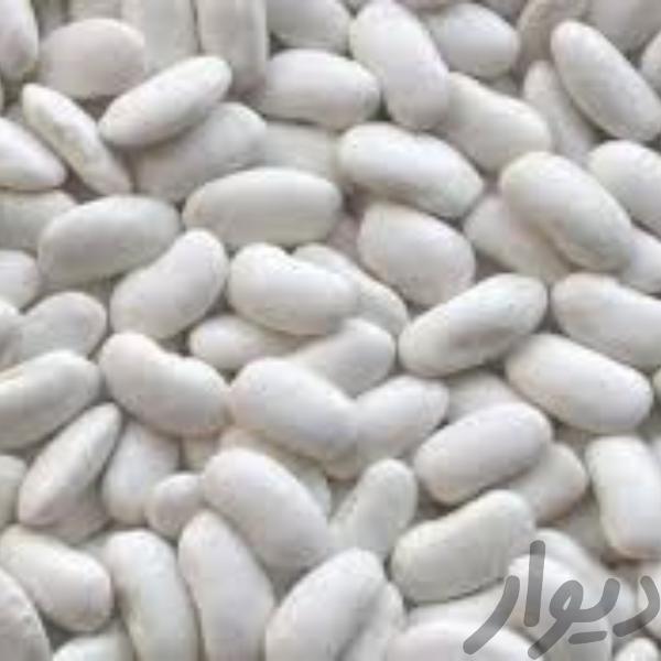 picture of white kidney beans