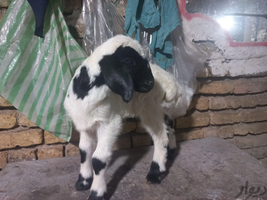 بره و گوسفند پلاک شده ***|حیوانات مزرعه|تهران, پیروزی|دیوار