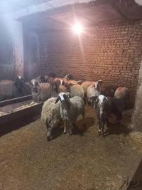 بره و گوسفند پلاک شده ***|حیوانات مزرعه|تهران, پیروزی|دیوار