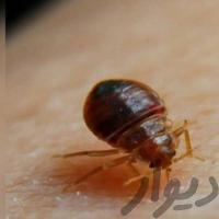 سمپاش سم پاشی 100٪ تضمینی. ساس سوسک .سمپاشی سمپاش سم پاشی 100٪ تضمینی. ساس سوسک .سمپاشی